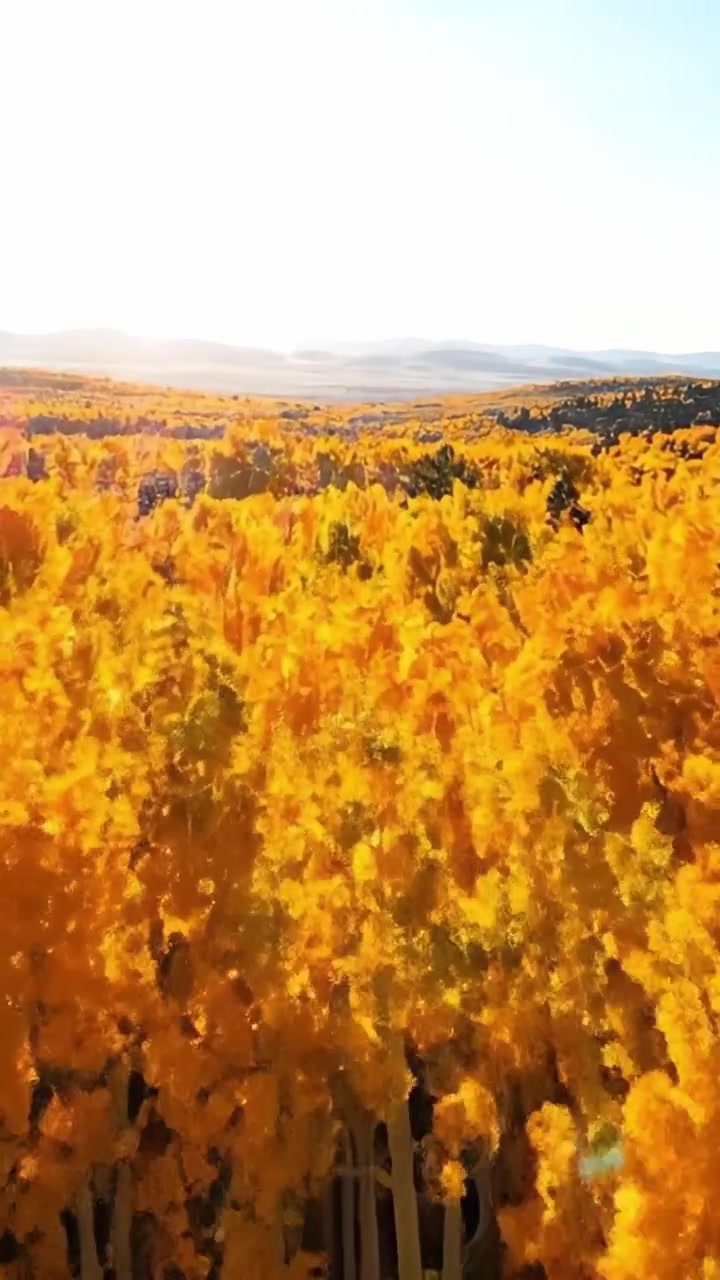 Paesaggio Autunnale Incantevole: Una Vista Mozzafiato di Pioppi Dorati in una Foresta Maestosa Sotto un Sole Splendente