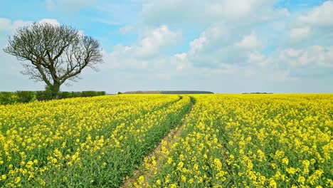 An-aerial-view-captured-by-a-drone-of-a-yellow-rapeseed-crop-in-slow-motion-with-a-country-road-and-trees-in-the-distance