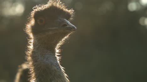 ostrich-close-up-in-super-slow-motion