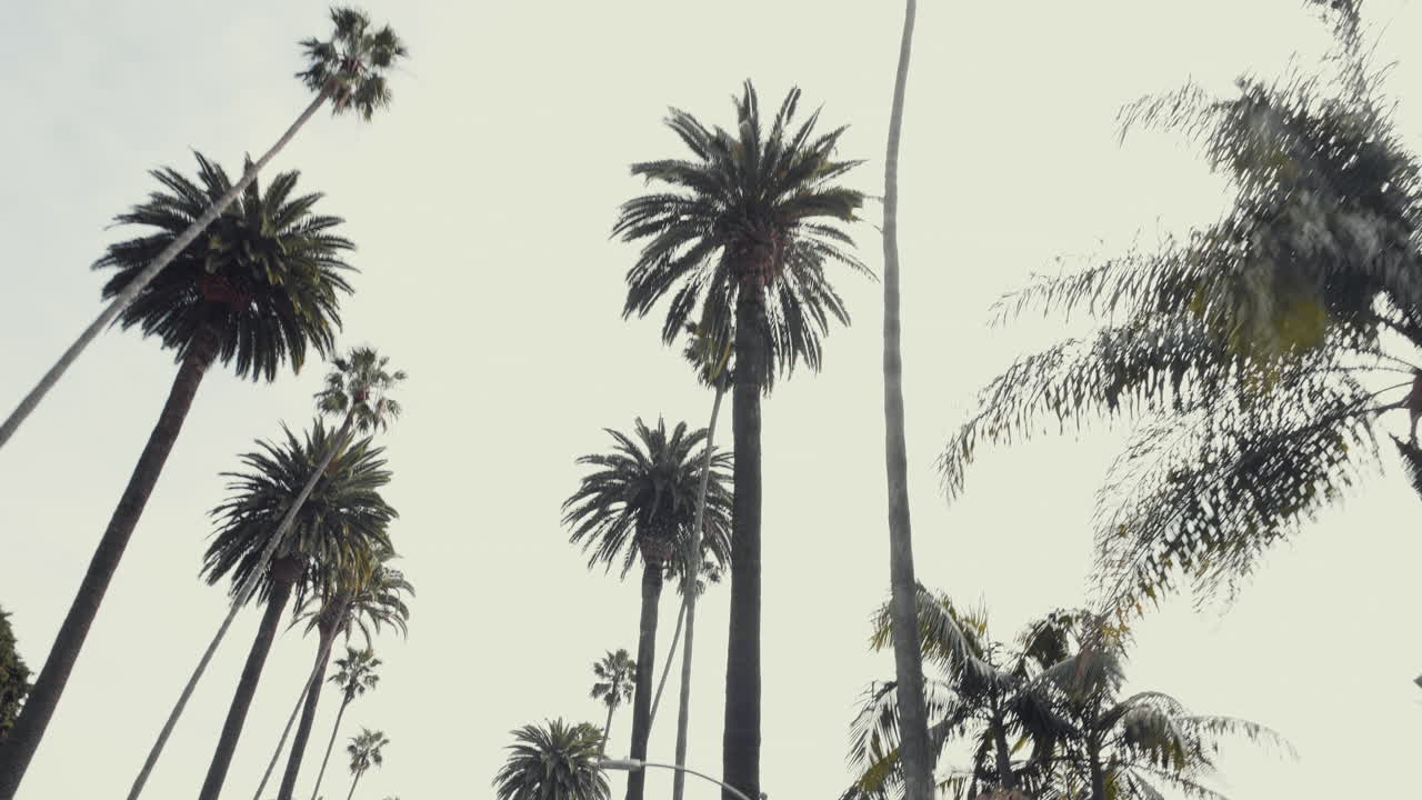 Palm Trees passing by from car looking up wide shot Beverly Hills California USA POV