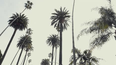 palm trees passing by from car looking up wide shot beverly hills california usa pov