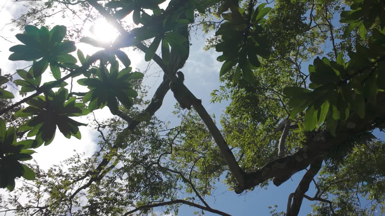 Sloth resting and crawling in tree branches in Puerto Viejo, Costa Rica, surrounded by dense jungle foliage, peaceful and natural