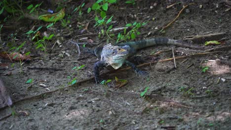 iguana caminando por el suelo de la jungla bajo el sol