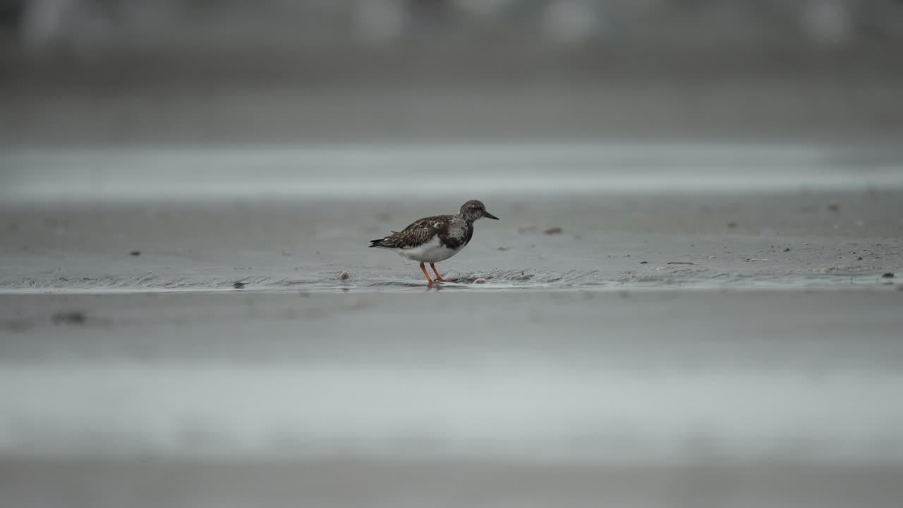 Ruddy Turnstone Arenaria interpres forages along intertidal zone for molluscs
