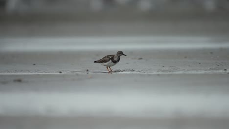 Ruddy-Turnstone-Arenaria-Interpres-Forrajea-A-Lo-Largo-De-La-Zona-Intermareal-En-Busca-De-Moluscos