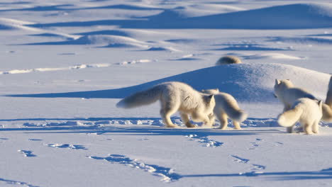 arctic fox family on snowy tundra
