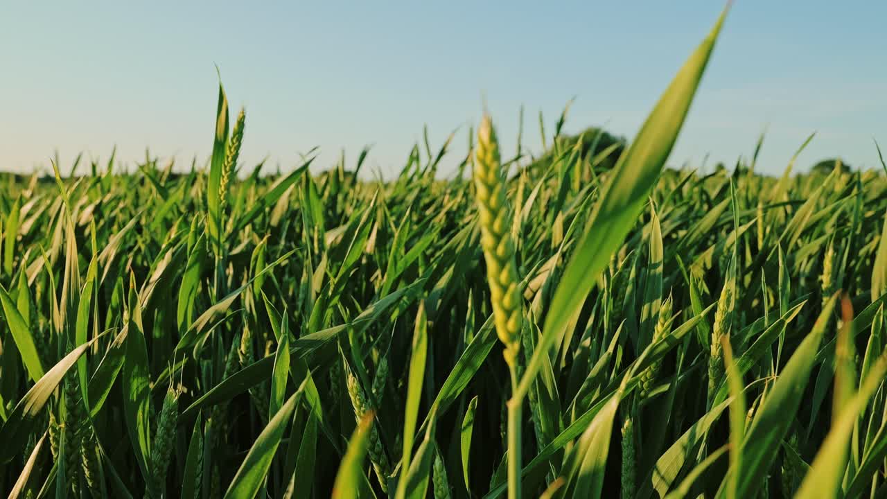 Close up of green wheat swaying calmly in sunset light, peaceful rural mood
