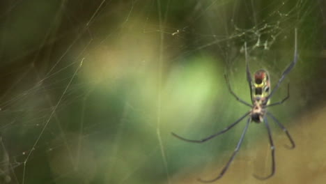 Rack-Fokus-Einer-Spinne,-Wie-Sie-In-Ihrem-Netz-Hängt