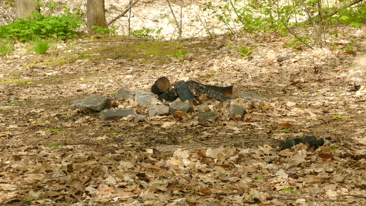 pequeño pájaro curruca vagando por el suelo con hojas secas en una tierra de madera, tiro estático