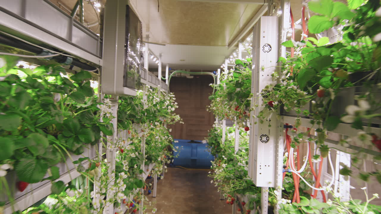Indoor Strawberry Vertical Farm