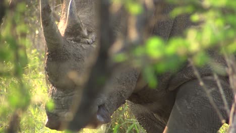 close-up of horns and lips of white rhino partly covered by green bushes, rhino walks right to reft and leaves the frame