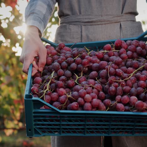 Farmer-holds-a-box-of-ripe-grapes-stands-against-the-backdrop-of-a-vine-1