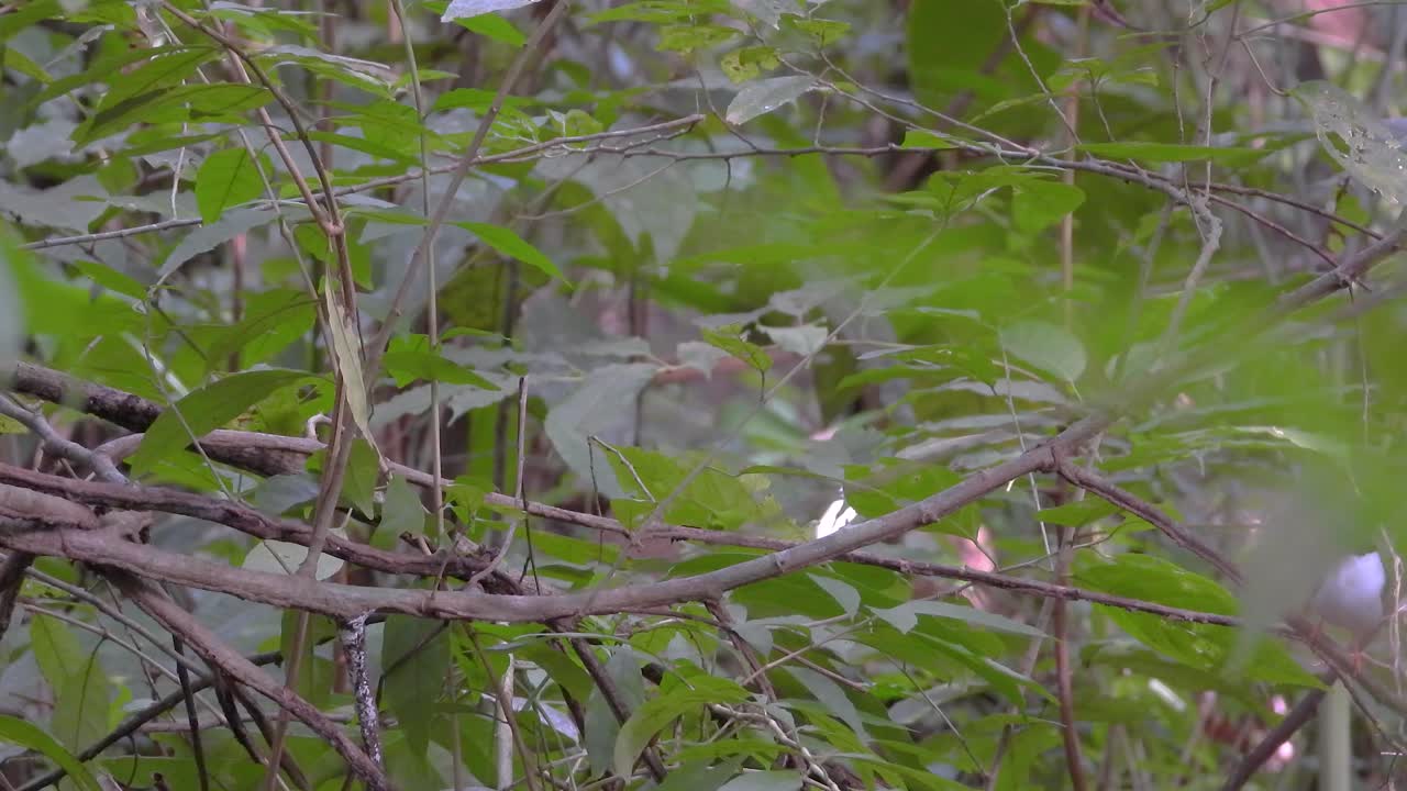 White-bearded manakin gracefully moves in thick green jungle foliage, Colombia