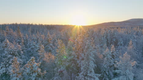 Vista-Aérea-Inversa-Sobre-El-Amanecer-Dorado-Los-Rayos-Del-Sol-Brillan-A-Través-De-Las-Copas-De-Los-árboles-Del-Vasto-Bosque-Alpino-Cubierto-De-Nieve