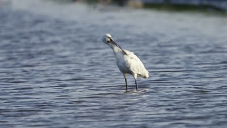 Weißer-Löffler-Mit-Schwarzem-Schnabel-Reinigt-Sich-Und-Jagt-Im-Wassersee-Bei-Sonnenuntergang---Mittlere-Zeitlupenaufnahme