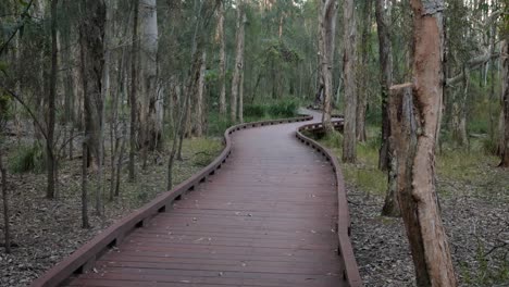 handheld wide shot melaleuca boadwalk trail, coombabah lake conservation park, gold coast, queensland