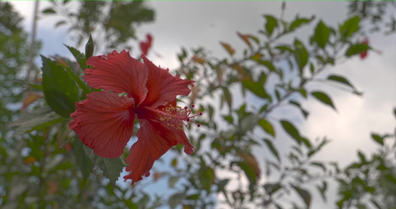 Fiore di ibisco rosso aperto cresce tra foglie verdi lucide accanto alla vegetazione della piantagione, con i suoi ampi petali, la colonna centrale e i rami circostanti visibili alla luce del giorno in primo piano