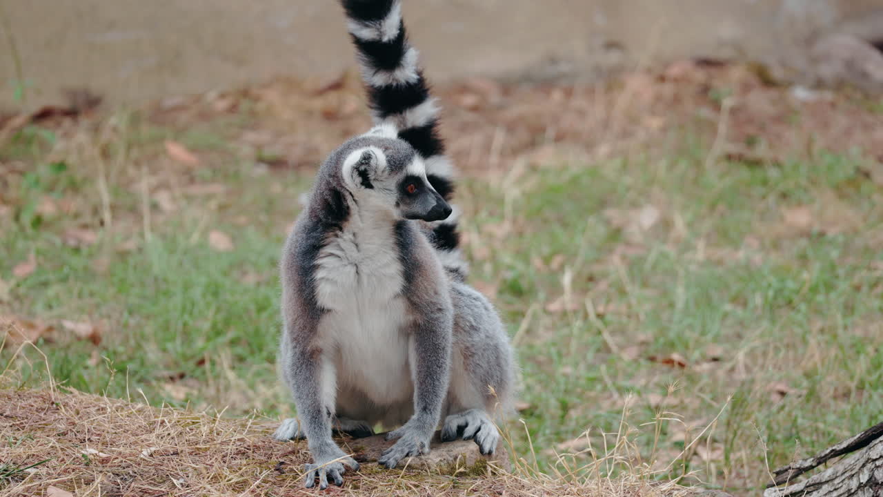 Ring-tailed lemurs in a natural environment