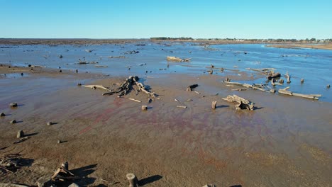 sobre árboles caídos que yacen en el barro de un lago drenado mulwala en 2022 para la erradicación de malezas