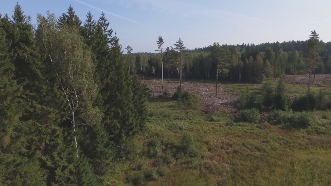 Gallrad yta i barrskogen en solig sommardag