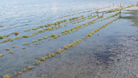 Scenic-view-of-clumps-of-edible-seaweed-growing-on-lines-in-ocean-on-remote-tropical-island-destination-in-Southeast-Asia