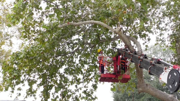 Tree trimming workers in a lift platform
