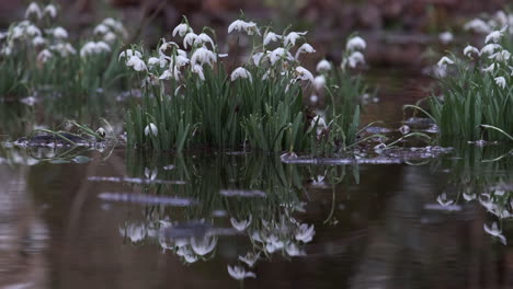 Delicate-white-Snowdrop-flowers-growing-in-rain-flood-water-in-a-wood-in-Worcestershire,-England