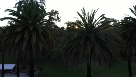 Drone-shot-of-multiple-palm-trees-panning-up-during-golden-sunset-hour-with-sun-flare-and-clear-blue-skies-in-Los-Angeles,-California-park-picnic-area