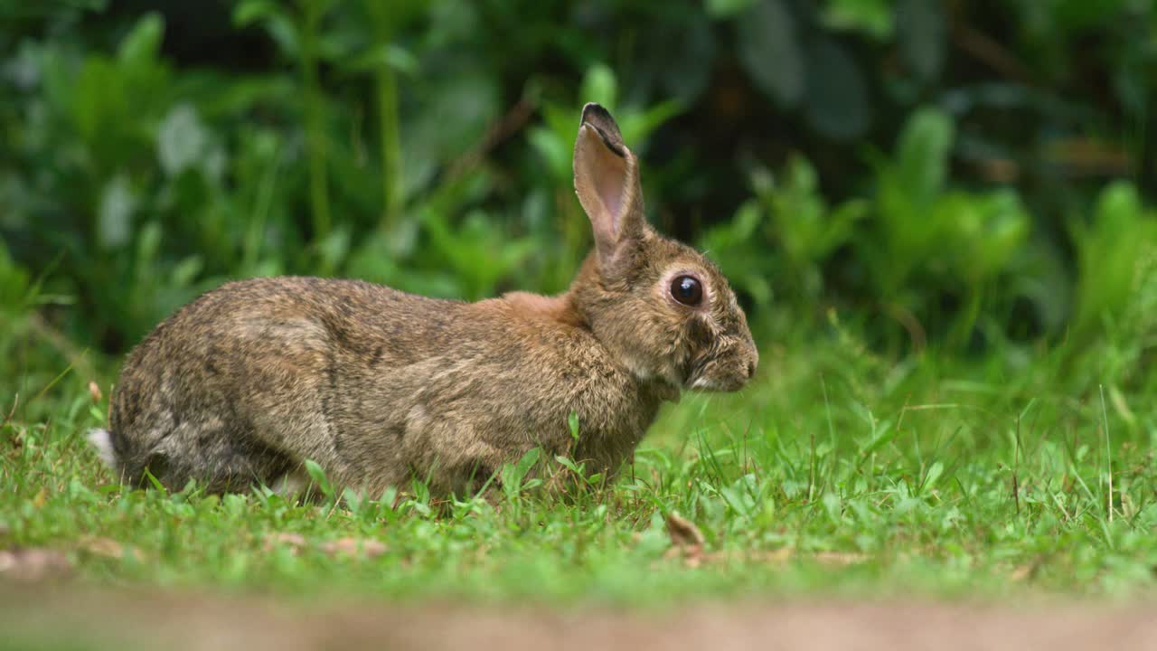 conejo atento mirando la cámara mientras mastica verde del exuberante jardín verde