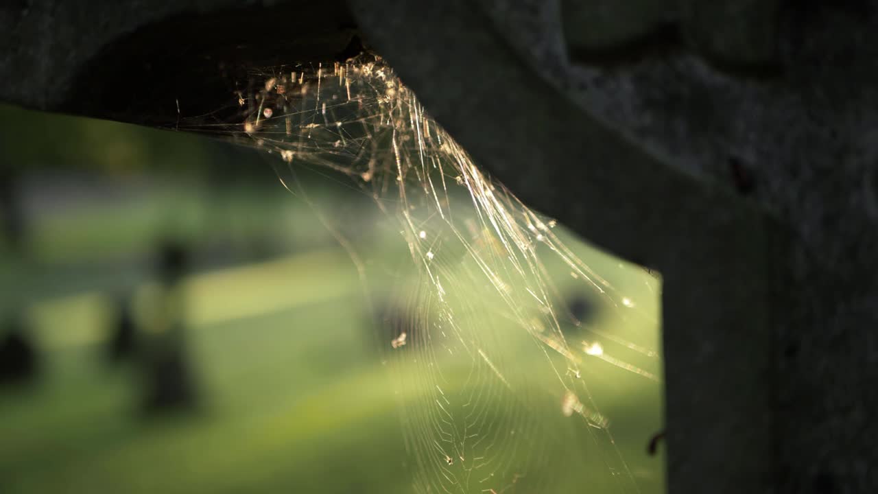 Cobweb on an old stone headstone with graveyard background close up panning shot