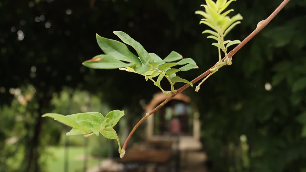 Close-up of plant leaves on a branch