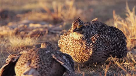 select focus sharptail grouse males face off on golden hour prairie