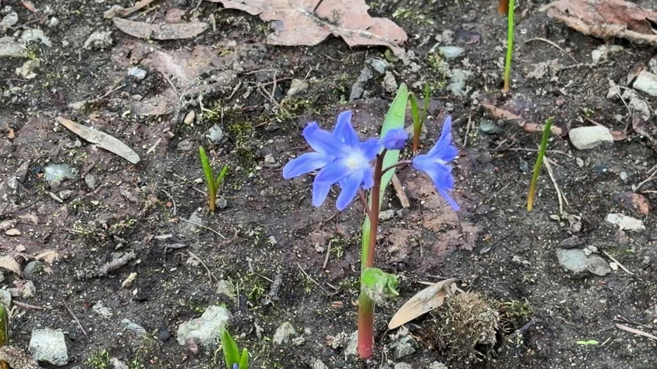 Blå scilla-blomst vokser op af jorden om foråret.