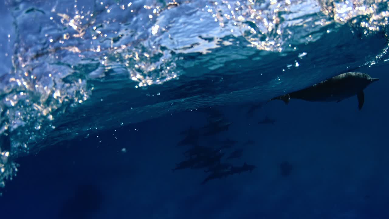 Dolphin search on a sea cruise