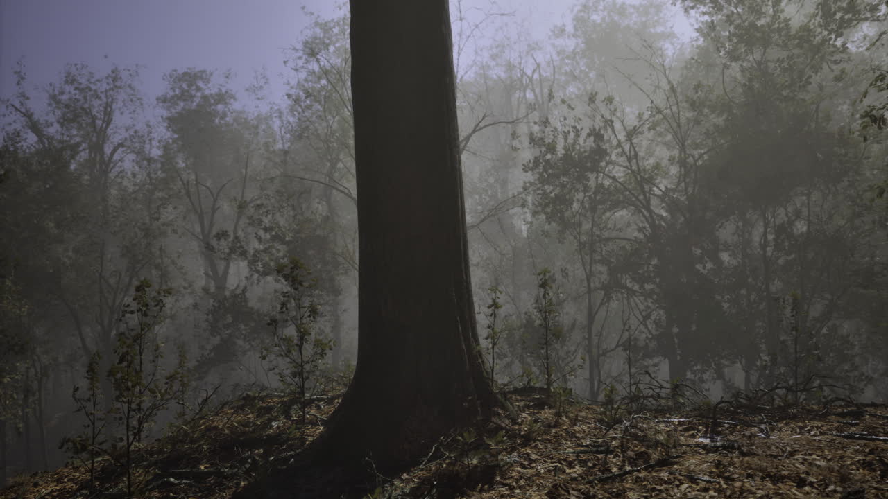 Misty forest during early morning light reveals tranquil beauty and serenity