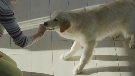 woman playing with her golden retriever dog