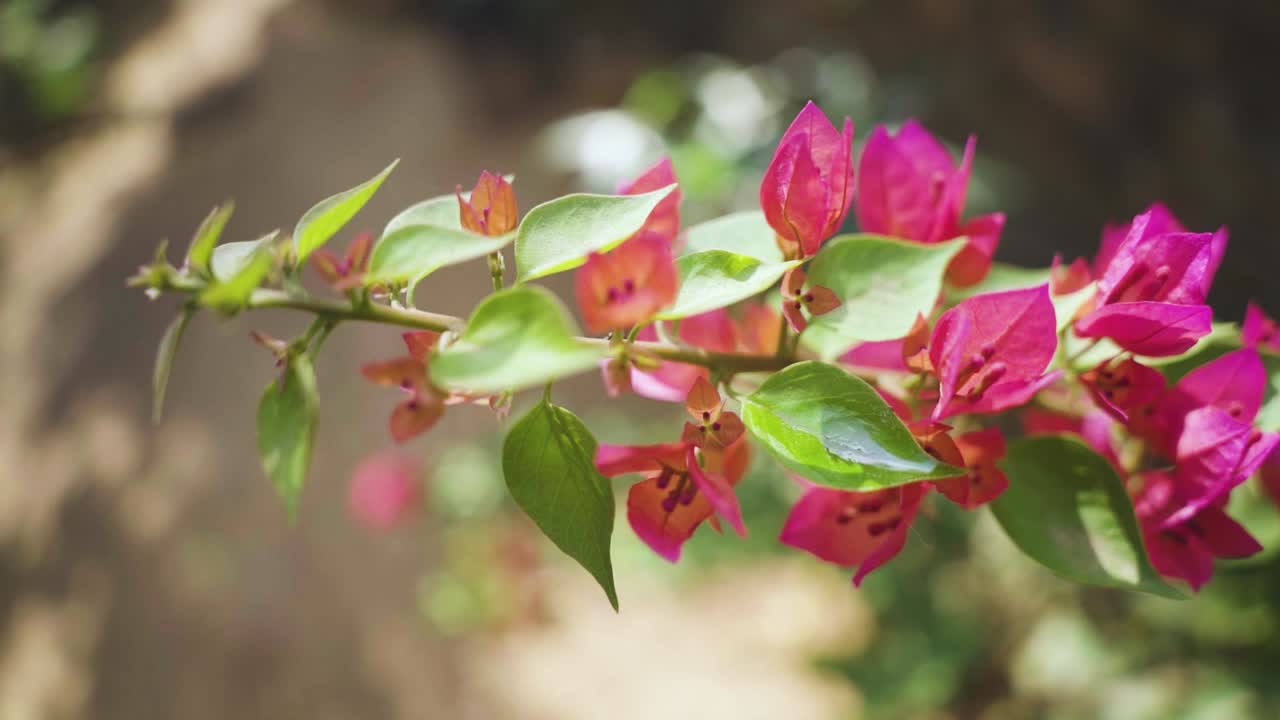 인도 의 한 집 의 뒷마당 에 있는 니 가 있는 장식 식물 인 부게인빌라 (bougainvillea) 의 꽃 의 매크로