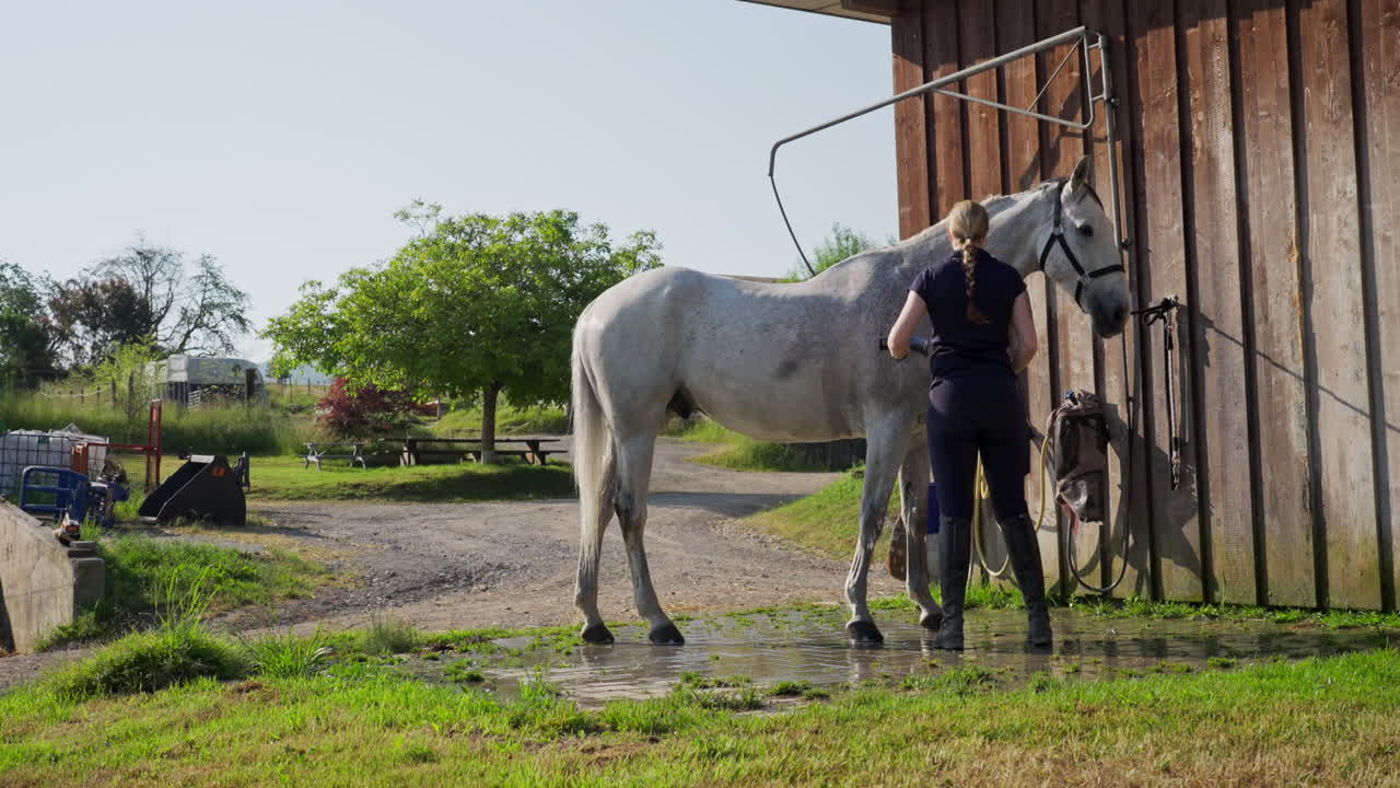 una mujer está lavando un caballo afuera