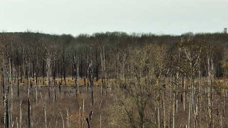 árboles desnudos en el punto de eliminar el área de vida silvestre, blackwell, ar, con un cielo despejado, tiro amplio