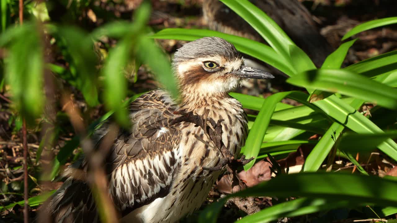 un arbusto nocturno que vive en el suelo, burhinus grallarius, escondido en el arbusto, posándose en el tierra, durmiendo y descansando durante el día en el parque