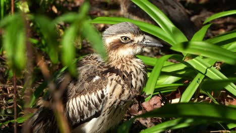 a nocturnal ground-dwelling bush stone-curlew, burhinus grallarius hidden in the bush, roosting on the ground, sleeping and resting during the day in the park