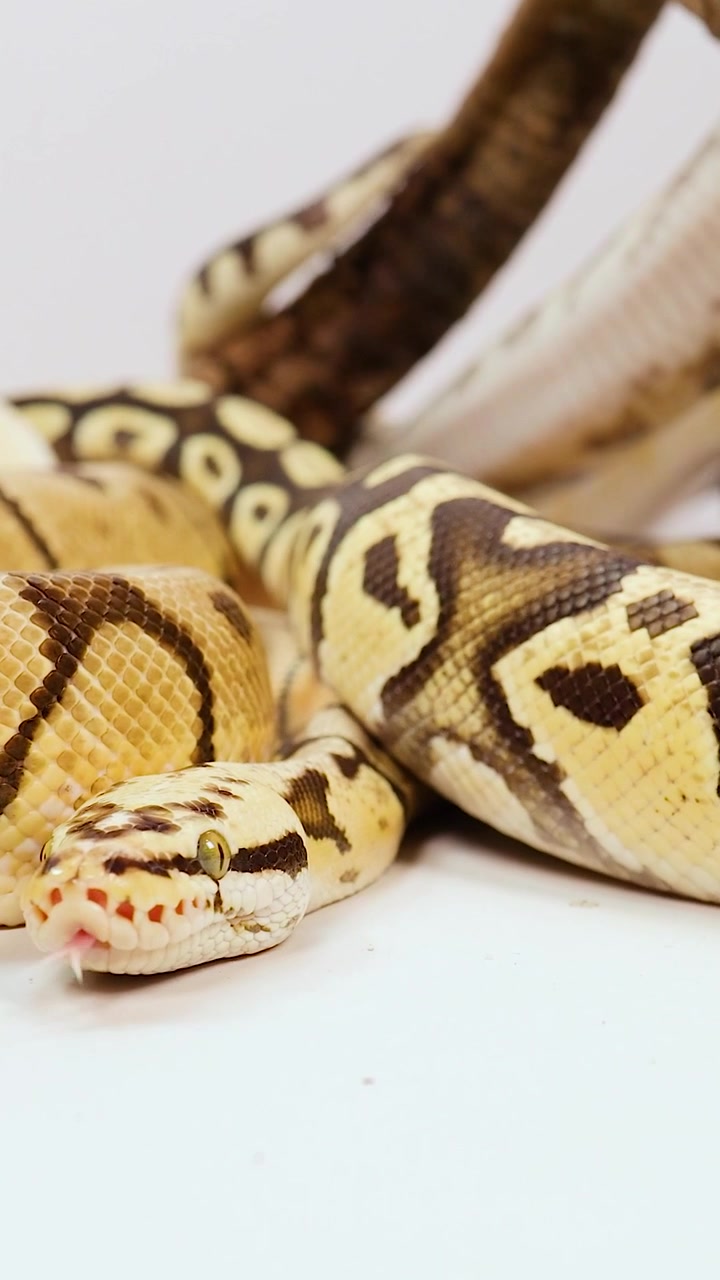 Vertical shot of a patterned ball python resting calmly on a clean white surface.