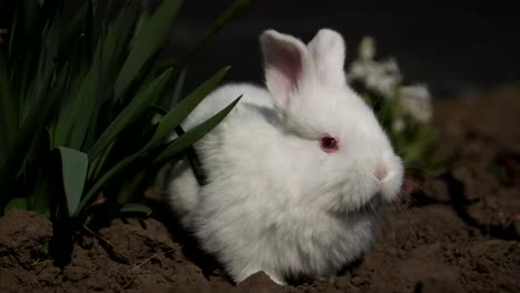 little rabbit sits in white flowers 4 in the video