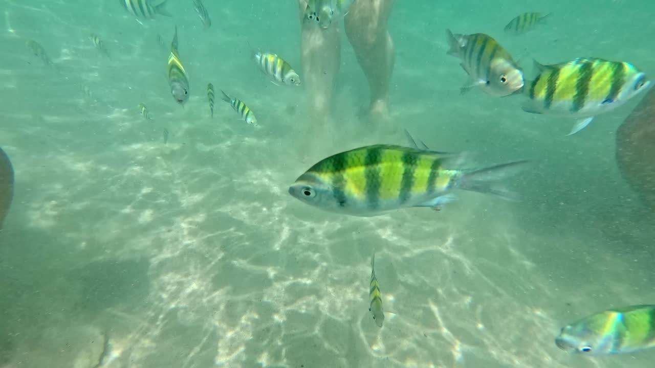 Submerging underwater to show sergeant major or Abudefduf saxatilis swimming among legs of people in the shallow seawater in the coast of Krabi, Thailand