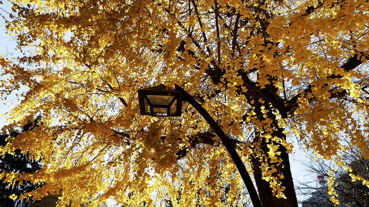 farola cinematográfica con follaje amarillo, concepto de otoño, vista de ángulo bajo, japón