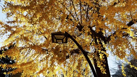 cinematic street lamp with yellow foliage, autumn concept, low angle view, japan