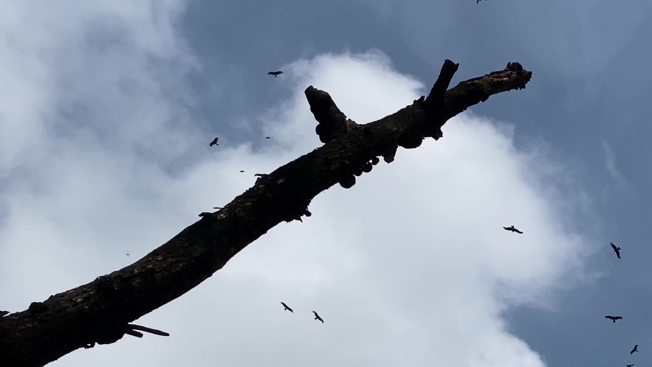 Uccelli rapaci spazzini che planano nel cielo sopra un ramo d'albero morto, vista dal basso.