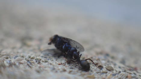 black ant carrying the dead fly back to its nest with blurry background