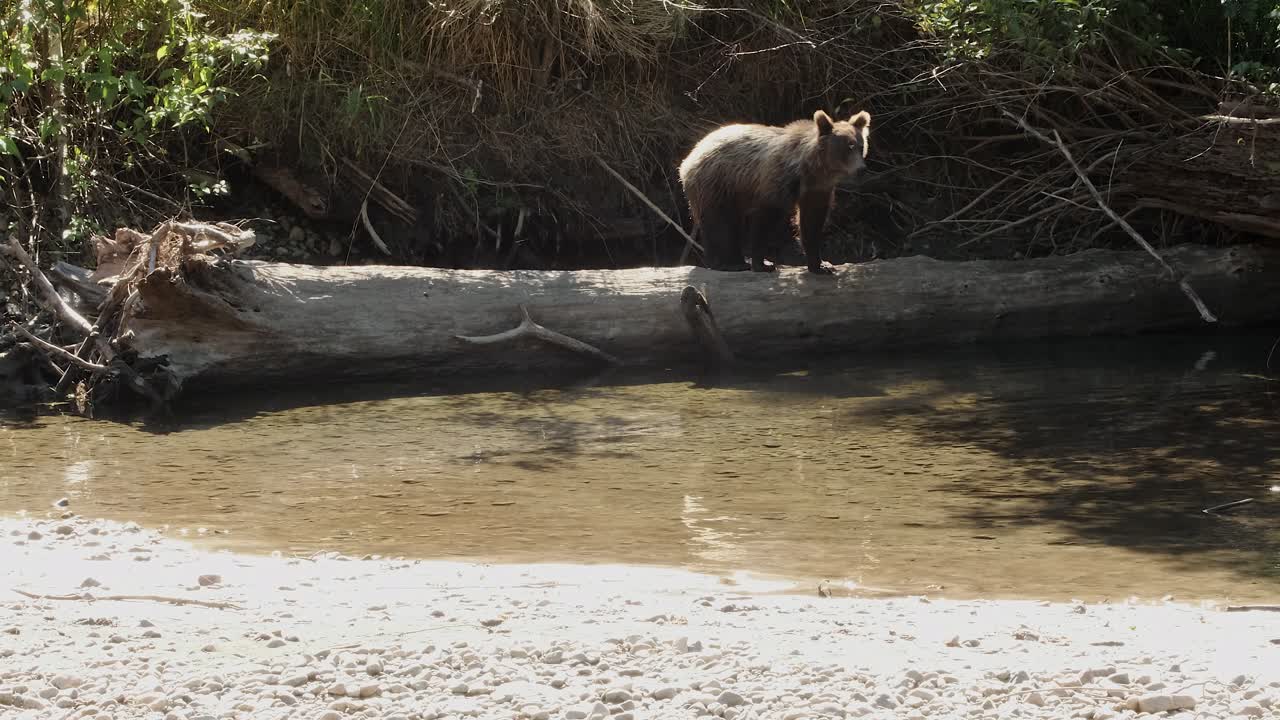 Cucciolo di orso grizzly ispido con punte argentate, cammina controluce.