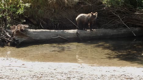 lanuda punta plateada retroiluminada grizzly bear cub camina